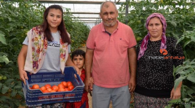 Ümmühan, serada domates toplayıp, traktör lastiği taşıyarak şampiyonaya hazırlanıyor