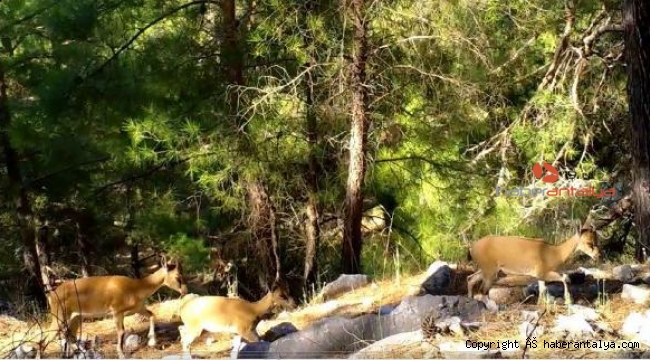 Yaban keçileri, fotokapanla görüntülendi