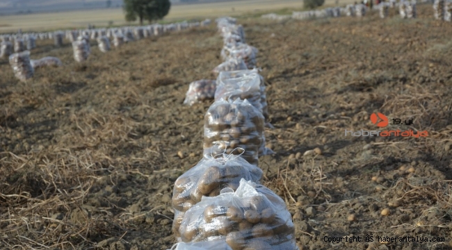 Yaylada patates hasatı başladı