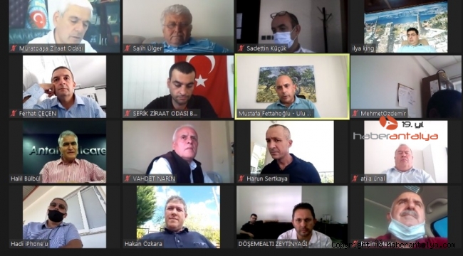 Zeytinde rekolte kaybı büyük
