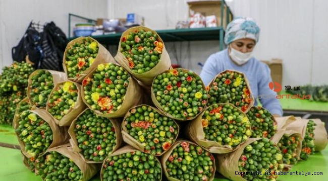 150 milyon dal çiçek çöpe mi gidecek ?