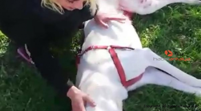 Ailesinin komşusu, köpeğini tüfekle öldürdü