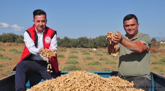 Antalya'da 'fıstık' gibi iş