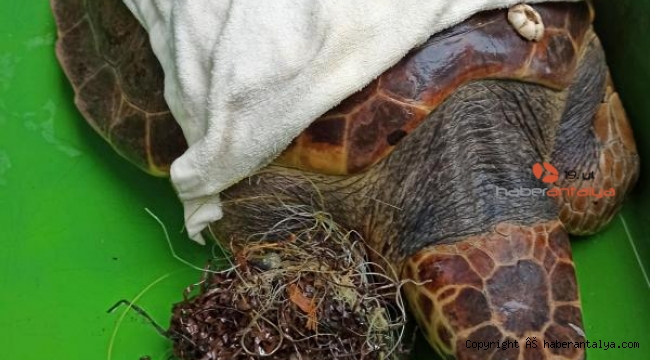 Caretta caretta'ya dolaştı, ölümüne sebep oluyordu !