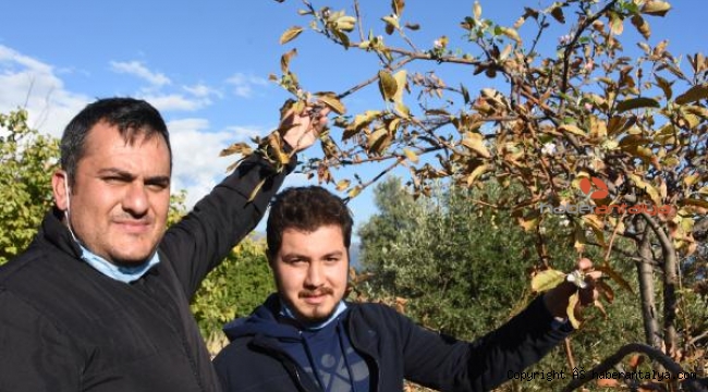 Demre'de ağaçlar şaşırdı, sonbaharda çiçek açtı