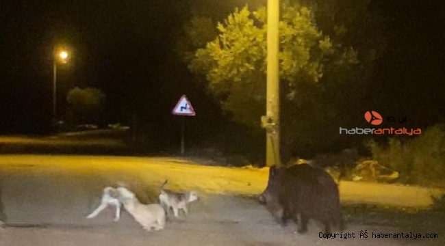 Domuzla köpeklerin yemek kavgası