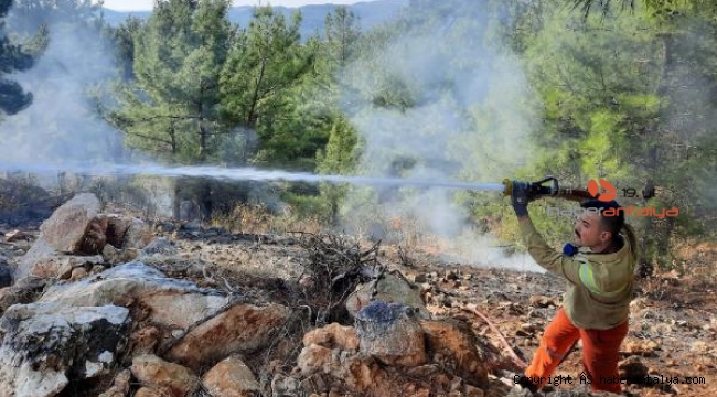 Manavgat'ta yanan orman alanında kaçak kesim