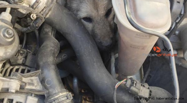 Motora sıkışan sokak köpeği, 2 saatte kurtarıldı