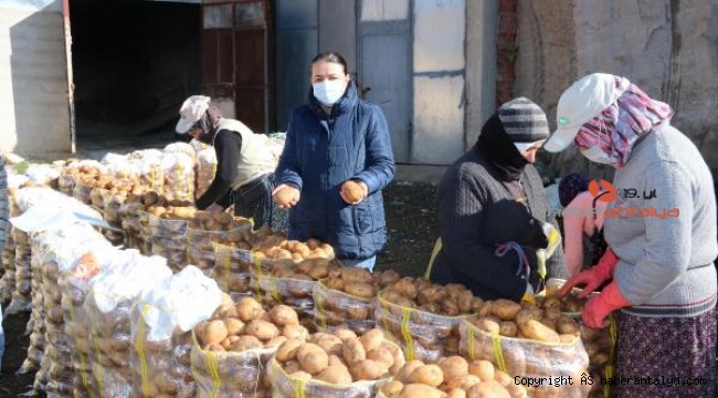 Patatesler doğal soğuk hava deposu mağaralarda saklanıyor