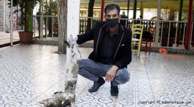 Antalya'da 2 kedi zehirlenerek öldürüldü !