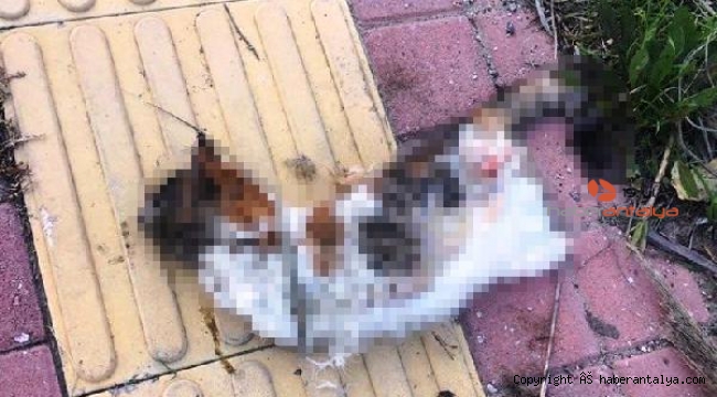 Antalya'da bir kedi daha bacakları kesilerek öldürüldü