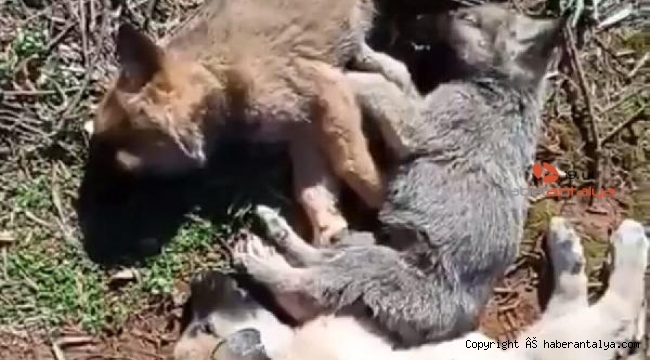 Antalya'da cahşet! 12 sokak köpeği zehirlenerek öldürüldü !