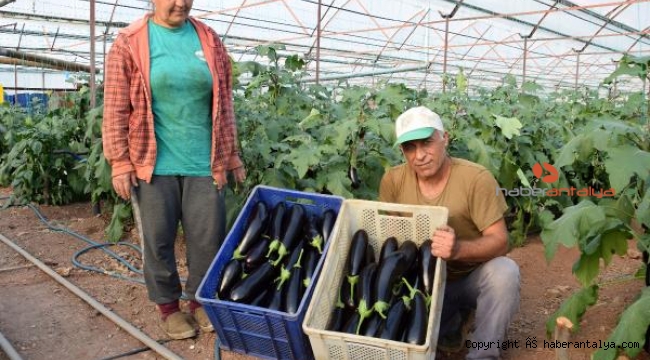Antalya'da çiftçiler üretimi aralıksız sürdürüyor