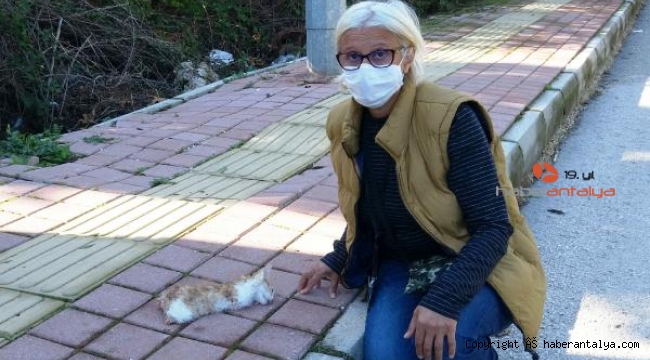Antalya'da yavru kedinin bacakları ile kuyruğunu kesen şüpheli aranıyor