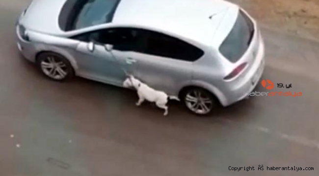 Araçla köpeğini tasmasından sürükleyen sürücüden şaşırtan savunma 