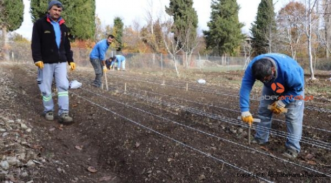 Büyükşehir İbradı'da lale soğanı üretimine başladı