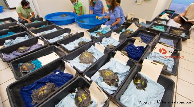 Caretta carettalar için 'hipotermi' tehlikesi