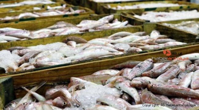 FAO uyardı: Akdeniz ve Karadeniz'deki avcılığın 230 bin tonu ıskarta