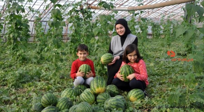 Gazipaşa'da dört mevsim karpuz hasadı
