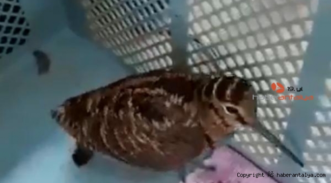 Kafese konulunca yemeyi reddeden çulluk, 3 günde öldü