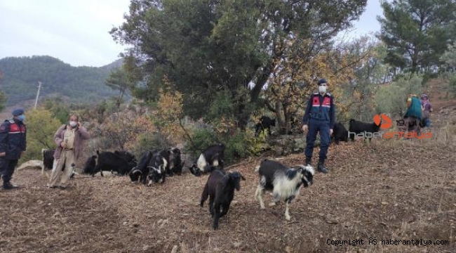 Kayıp hayvanları jandarma buldu