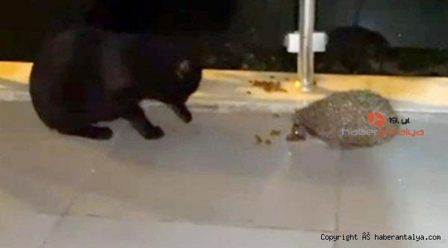Kedi maması yiyen kirpi maskot oldu
