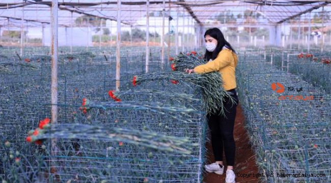 Kesme çiçek ihracatında geçen yılki rakamlara ulaşıldı