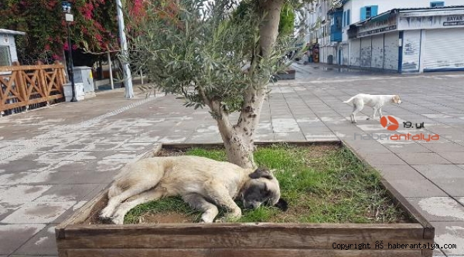 Kısıtlamada sokağın keyfini onlar çıkardı