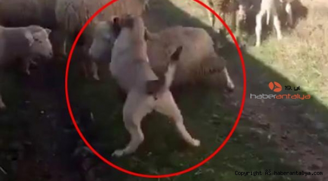 Koyunu, köpeğe boğduran caniye bakın ne ceza verildi ?