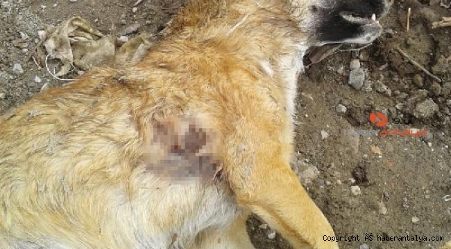 Mahallelinin beslediği köpek av tüfeğiyle vuruldu