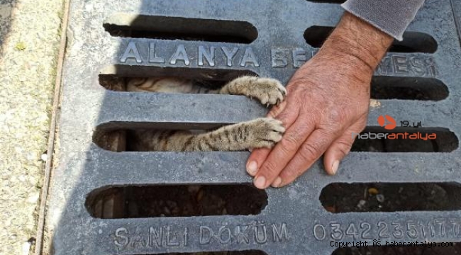 Mazgala sıkışan yavru kedi için seferber oldular