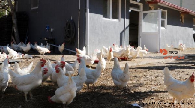 Okul bahçesindeki kümesten sağlanan yumurtalar öğrencilere burs oldu