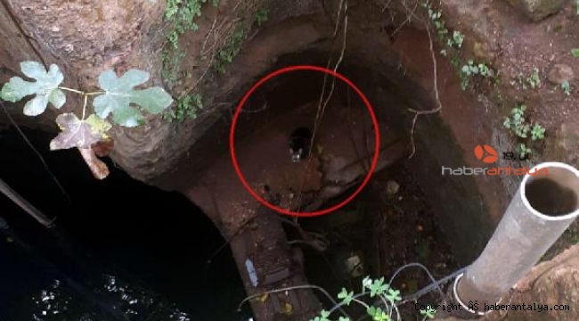 Su kuyusuna düşen yavru kediyi itfaiye kurtardı