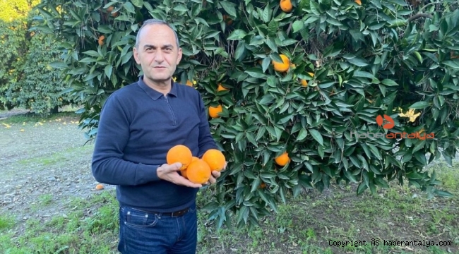 TİGEM'in narenciye ürünleri yurt dışına ihraç ediliyor