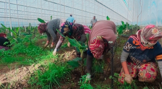 Turizm çalışanları ekmeği tarım sektöründe buldu