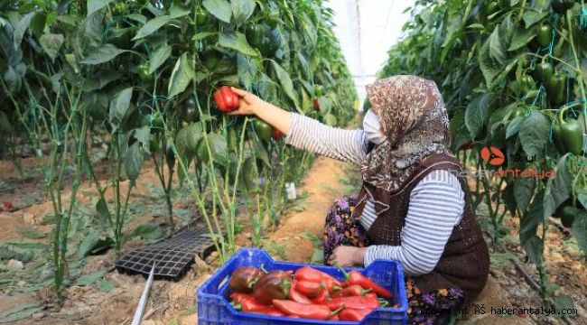 Antalya'da çiftçiler kısıtlamada da hız kesmedi