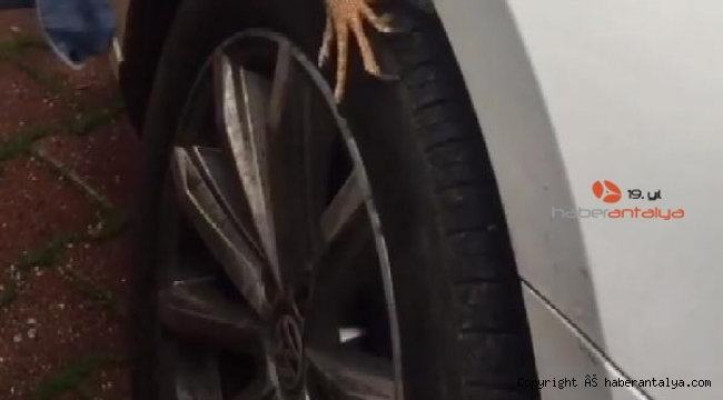 Antalya'da iguana görüldü