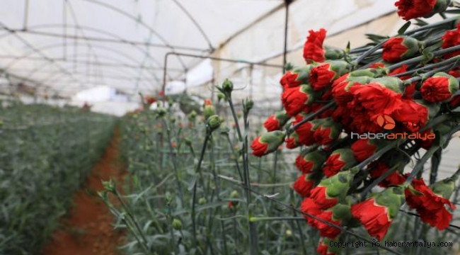 Avrupalı sevgililerin çiçekleri Antalya'dan