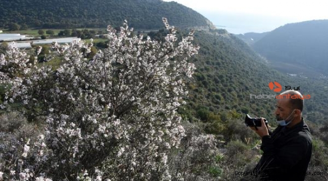 Azgan ağaçları şaşırdı, kış ortasında çiçek açtı