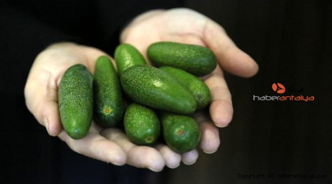 'Baby' avokado, neden daha pahalı ?