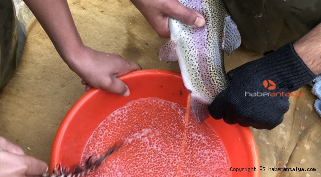 Bebek gibi bakılıyor tek tek el masajıyla yumurtaları alınıyor