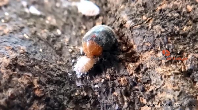 Büyükşehir 27 ton böcek üretecek