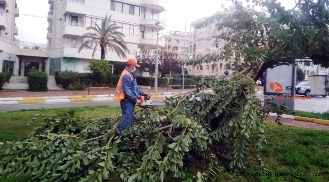 Büyükşehir fırtınadan devrilen ağaçlara müdahale etti