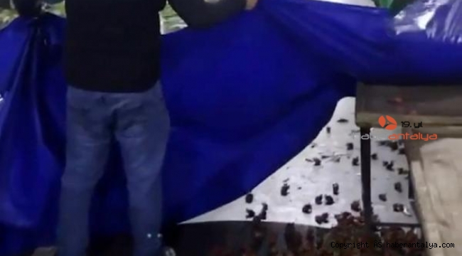 Kilolarca çileği 'satılmadı' diye döken esnafa tepki yağdı