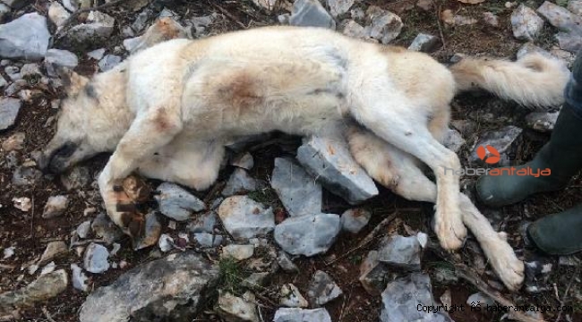 Köpeğini 'fazla ekmek yiyor' diye öldüren adama ne ceza verildi ?