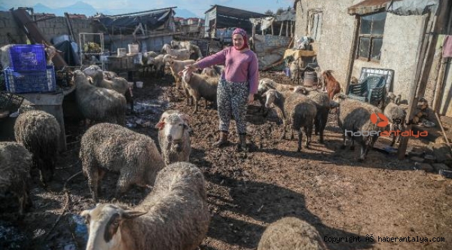 Koyunları can çekişerek öldü, sahibinin başka şeyden şüphelendi