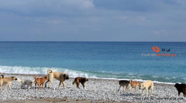 Plajları kısıtlamada onlara kaldı. Ortaya güzel görüntüler çıktı