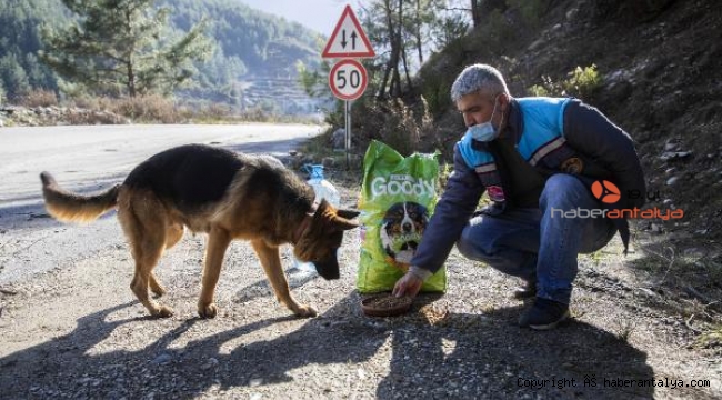 Alanya Belediyesi sokak hayvanlarını unutmadı