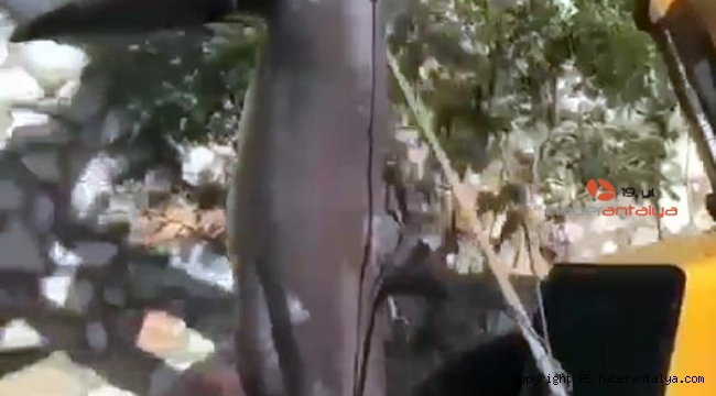 Antalya'da dev köpekbalığı yakalandı
