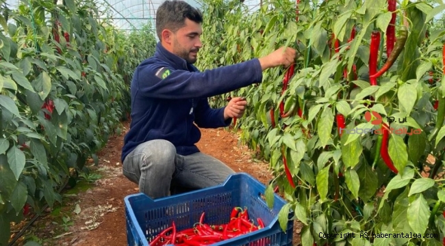 Aşırı talep sebebiyle yetersiz kalan isotun açığını şili biberi kapatıyor